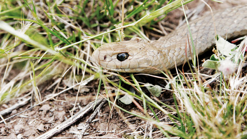 Die australische Braunschlange gehört zu den giftigsten Schlangen der Welt.