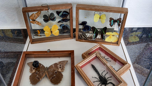 Diese präparierten Tiere fallen unter das Washingtoner Artenschutzabkommen. Flughafen BER, Landeszolldirektion, Warenkontrolle, Zoll