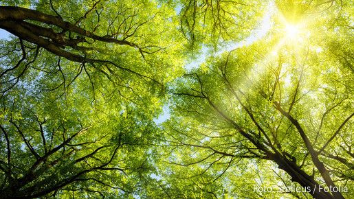 Sonnen leuchtet durch Baumkronen (Symbolbild)