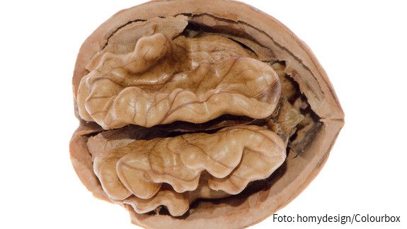 AiR - Erst der Schock, dann die Hoffnung Das Foto zeigt eine Walnuss auf weißem Hintergrund.